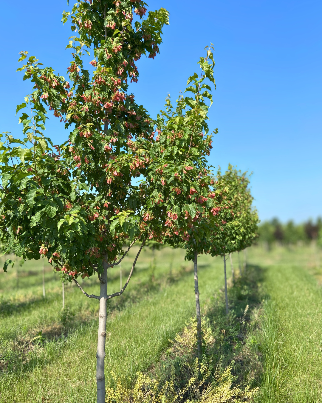 Hot Wings Maple growing in the nursery, seen with green leaves and bright red samaras.